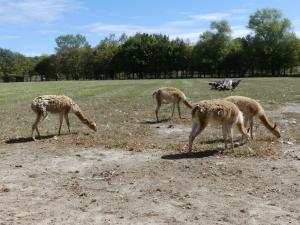 Vigogne