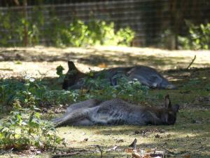 Wallaby de Bennett