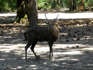 Cerf d'Eld