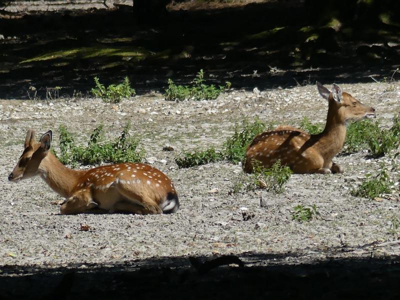 Cerf d'Eld