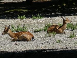 Cerf d'Eld