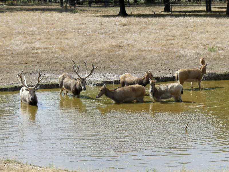Cerf du Père David