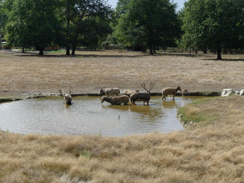 Cerf du Père David