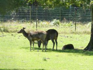 Cerf sambar