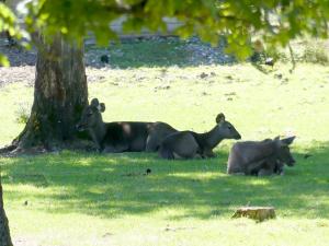 Cerf sambar