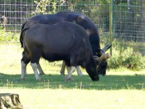 Gaur