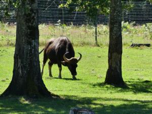 Gaur