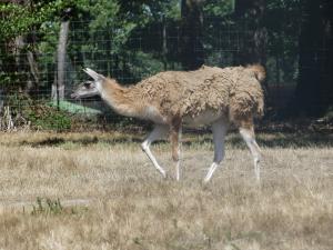 Guanaco