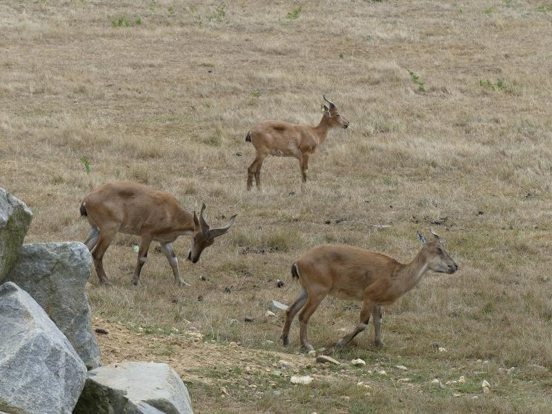 Markhor