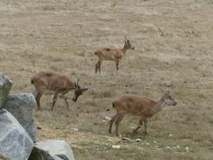 Markhor