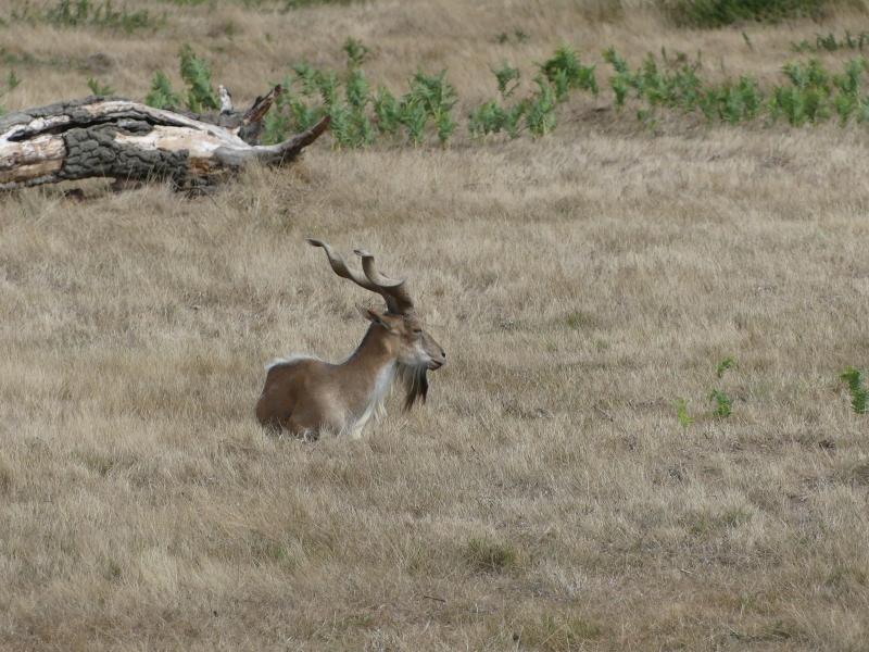 Markhor