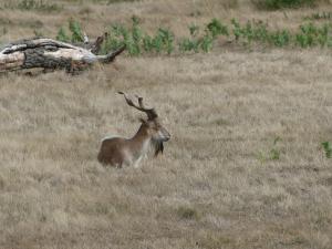 Markhor