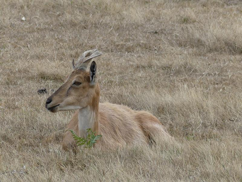 Markhor