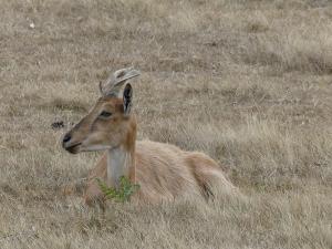 Markhor