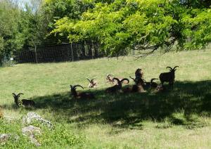 Mouflon à manchettes