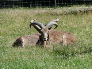 Mouflon à manchettes