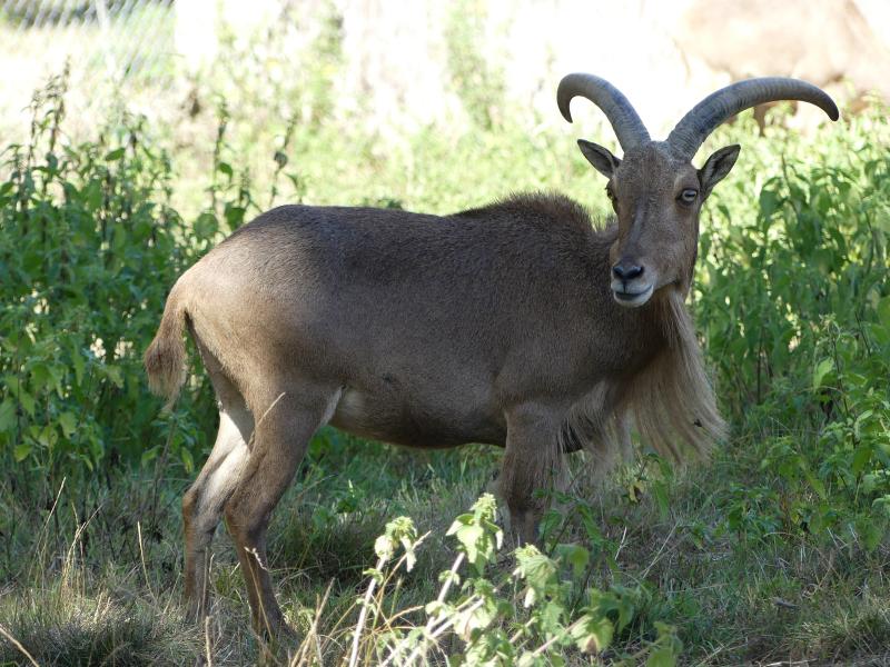 Mouflon à manchettes