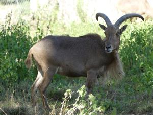 Mouflon à manchettes