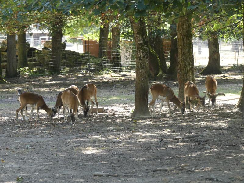 Mouflon de Corse