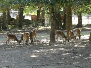 Mouflon de Corse