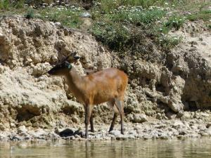 Muntjac indien