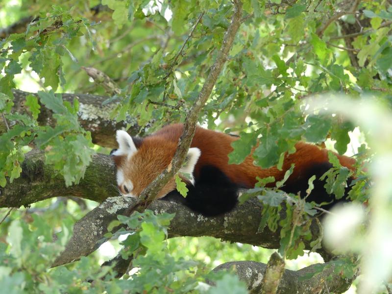 Panda roux