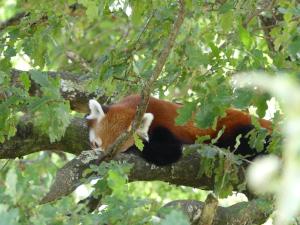 Panda roux
