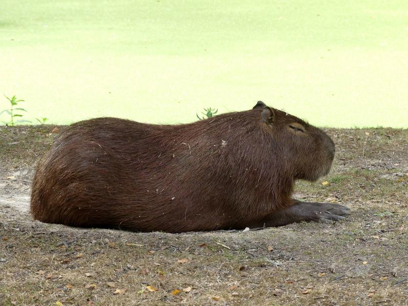 Capybara