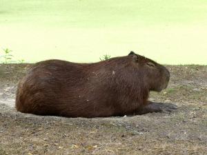 Capybara