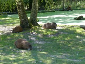 Capybara