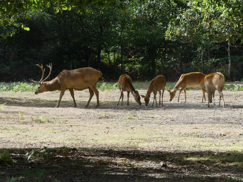 Cerf de Duvaucel