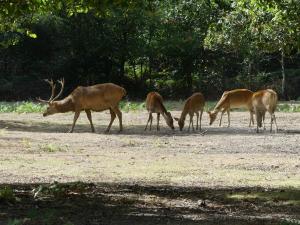 Cerf de Duvaucel