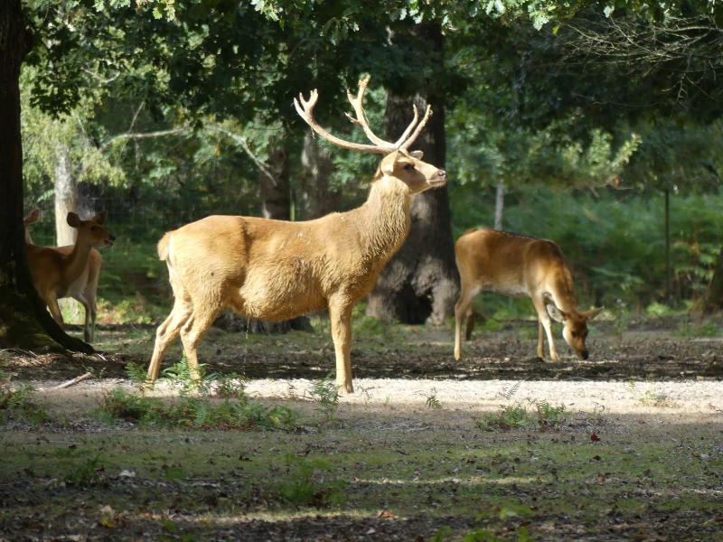 Cerf de Duvaucel