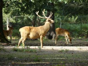 Cerf de Duvaucel