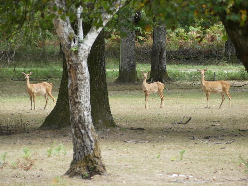 Cerf d'Eld Thanin