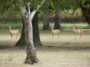 Cerf d'Eld Thanin