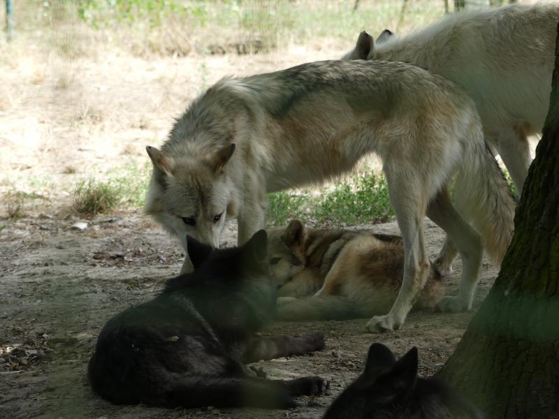 Loup de Mackensie