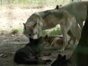 Loup de Mackensie