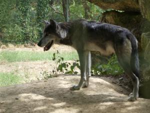 Loup de Mackensie
