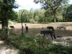 Loup de Mackensie
