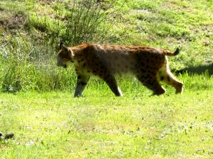 Lynx boréal