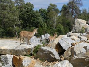 Markhor
