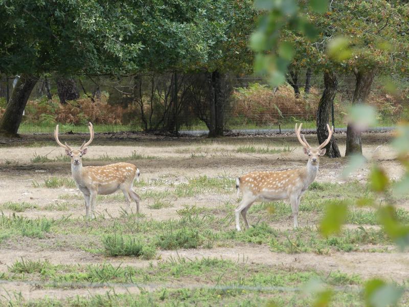 Sika de Formose