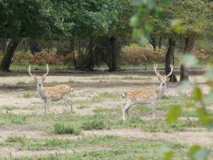 Sika de Formose