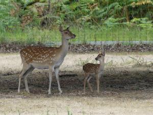 Sika de Formose