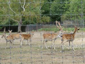 Sika de Formose