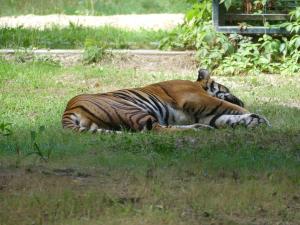 Tigre de Sumatra