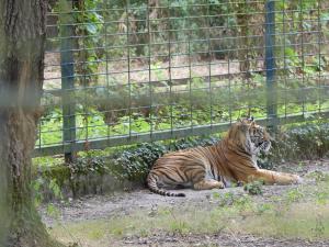 Tigre de Sumatra