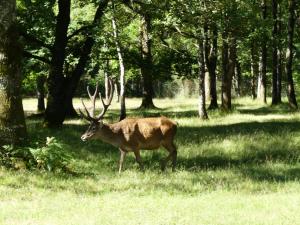 Cerf élaphe