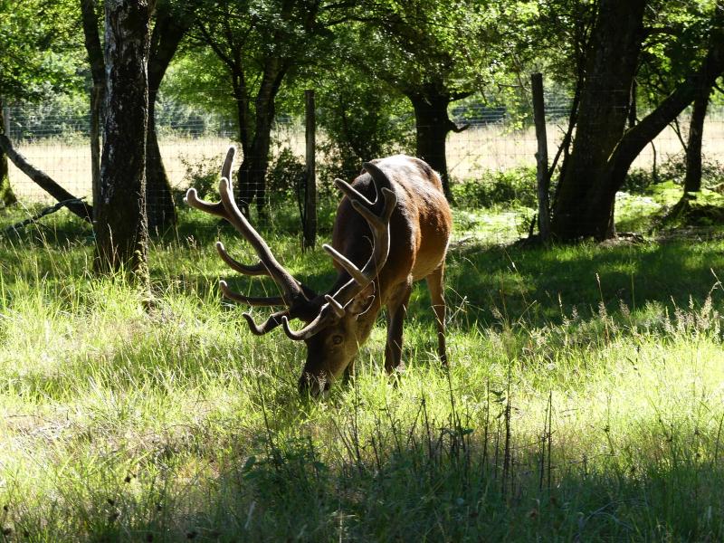 Cerf élaphe